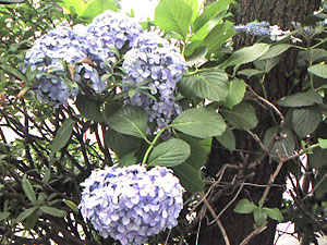 20060621.jpg