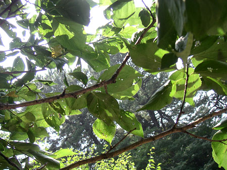 20060806-2.jpg