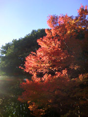 20081203