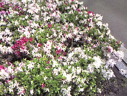 20060421.jpg